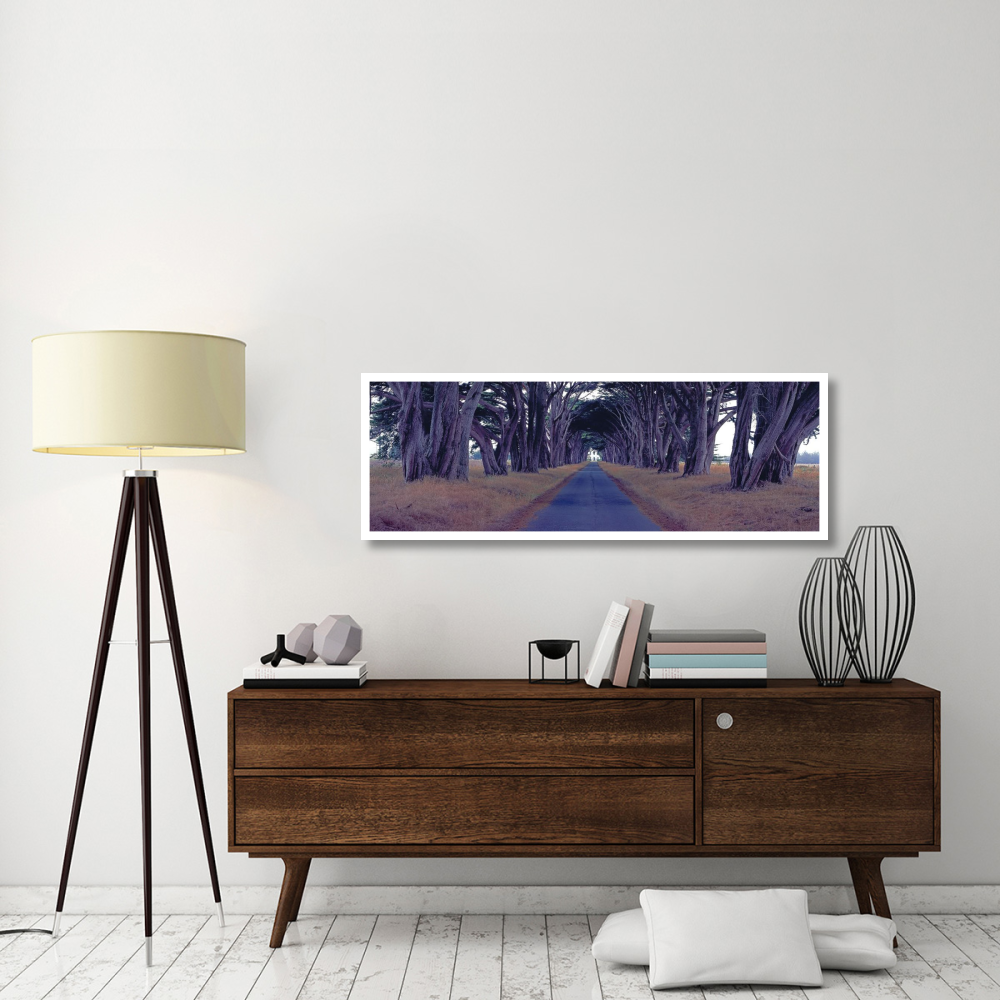 Monterey Cypress Trees, Point Reyes, California-Paper Art-56&quotx20"