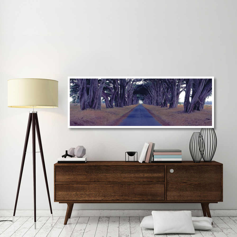 Monterey Cypress Trees, Point Reyes, California-Paper Art-74&quotx26"