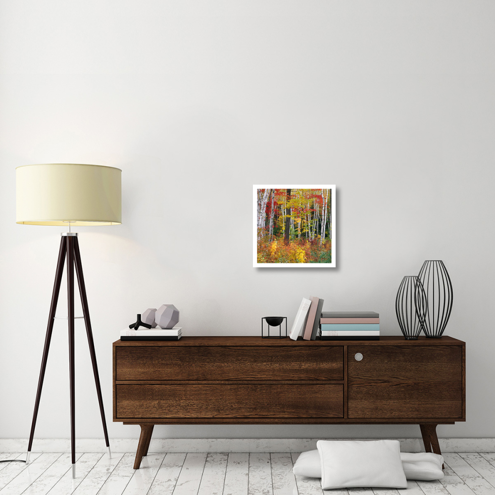 Autumn in Shelburne Forest - Triptych Center-Paper Art-20&quotx20"