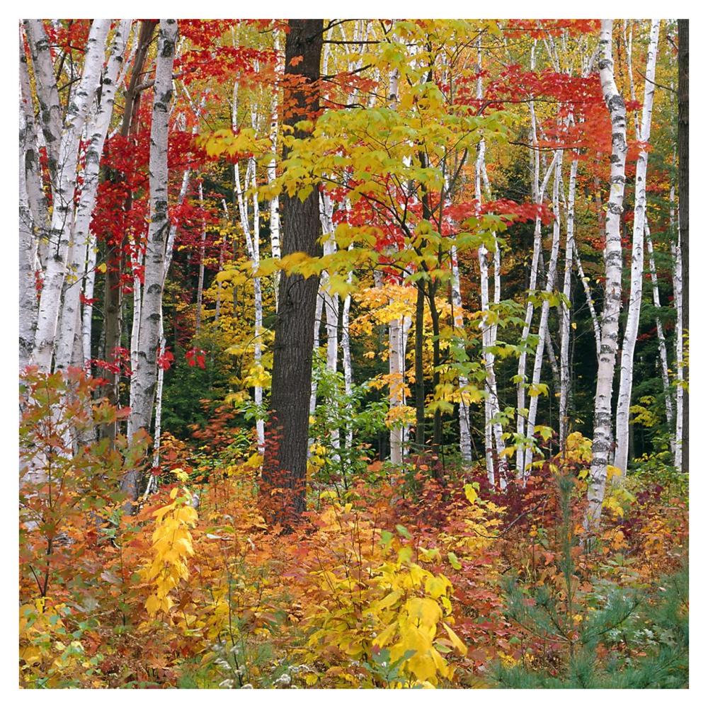 Autumn in Shelburne Forest - Triptych Center-Paper Art-38"x38"