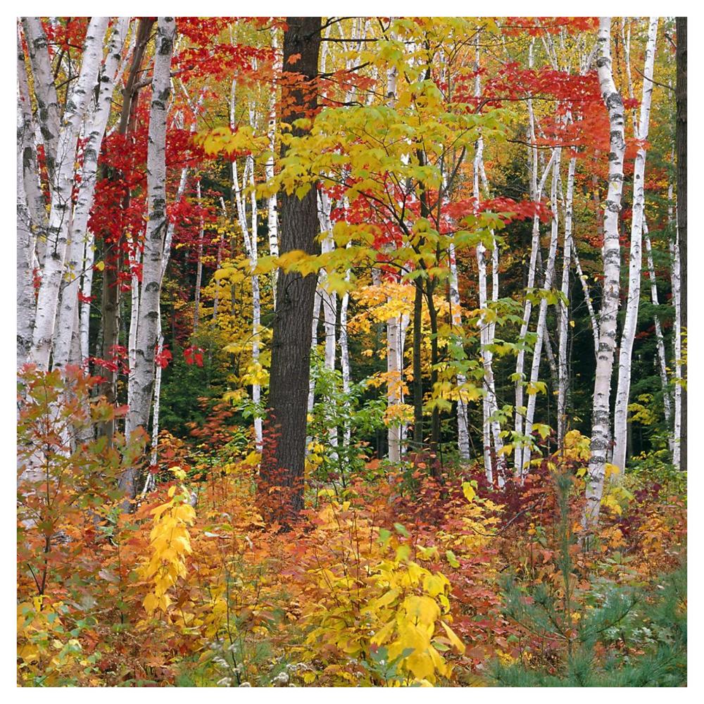 Autumn in Shelburne Forest - Triptych Center-Paper Art-42"x42"