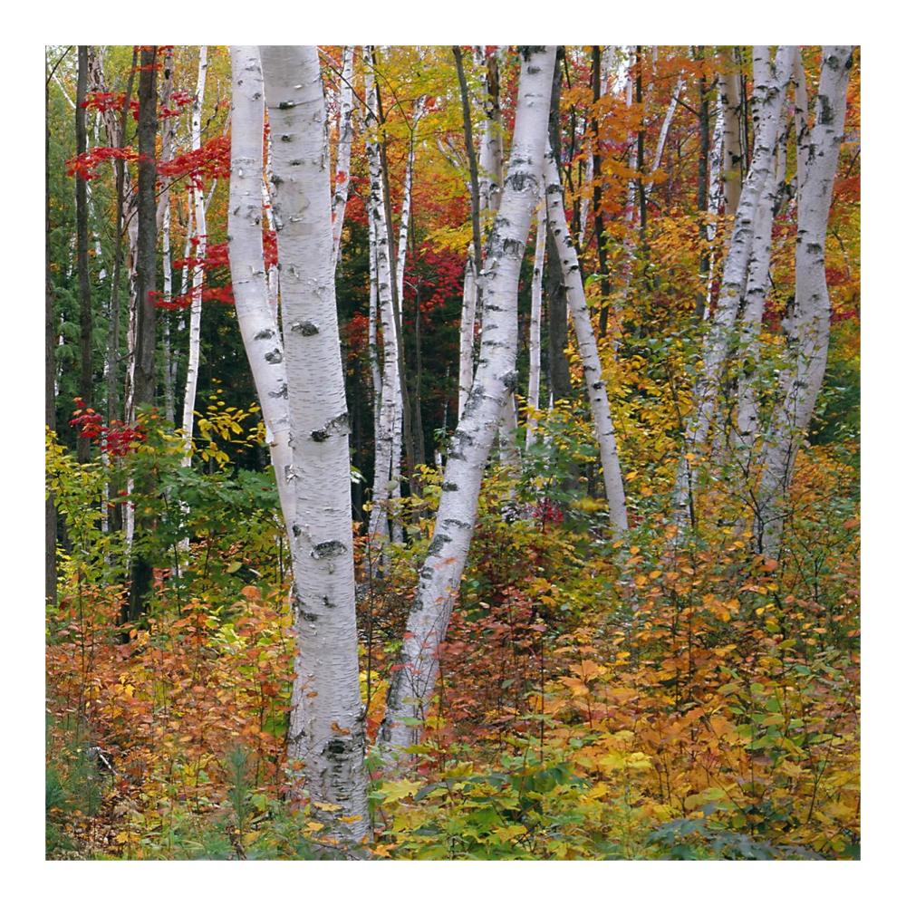 Autumn in Shelburne Forest - Triptych Right-Paper Art-20"x20"