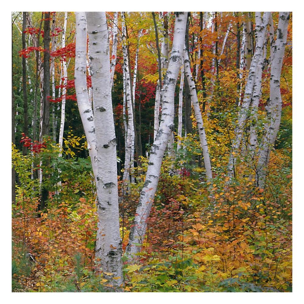 Autumn in Shelburne Forest - Triptych Right-Paper Art-26"x26"