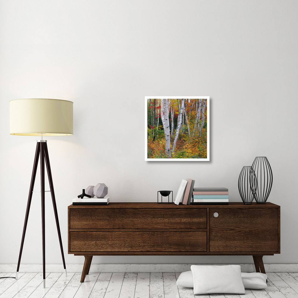 Autumn in Shelburne Forest - Triptych Right-Paper Art-26&quotx26"