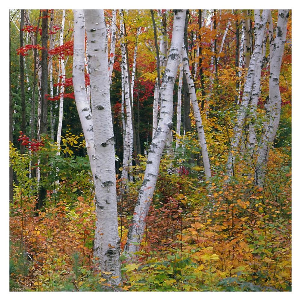 Autumn in Shelburne Forest - Triptych Right-Paper Art-32"x32"
