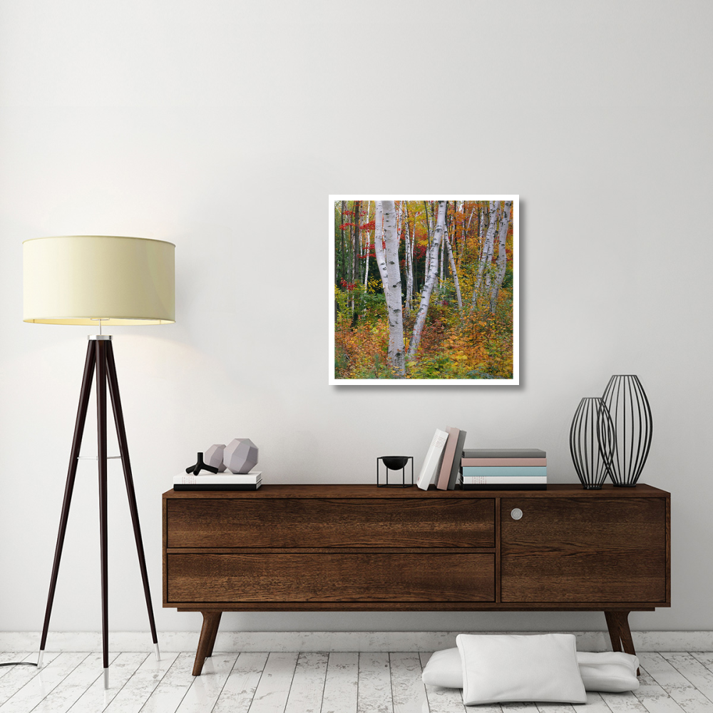 Autumn in Shelburne Forest - Triptych Right-Paper Art-32&quotx32"