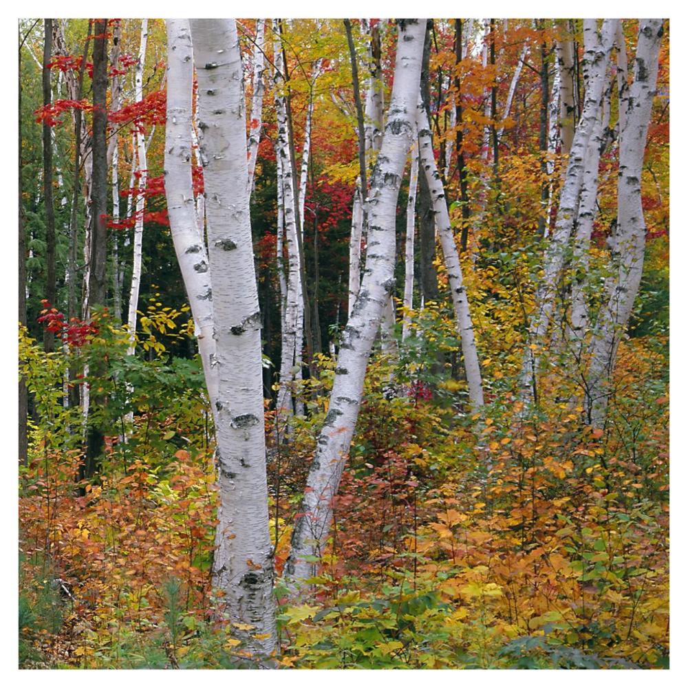 Autumn in Shelburne Forest - Triptych Right-Paper Art-38"x38"