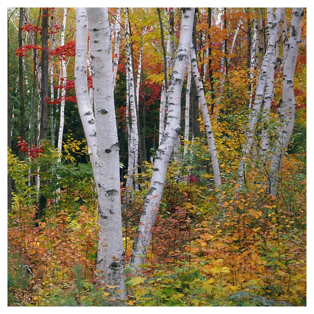 Autumn in Shelburne Forest - Triptych Right-Paper Art-42"x42"