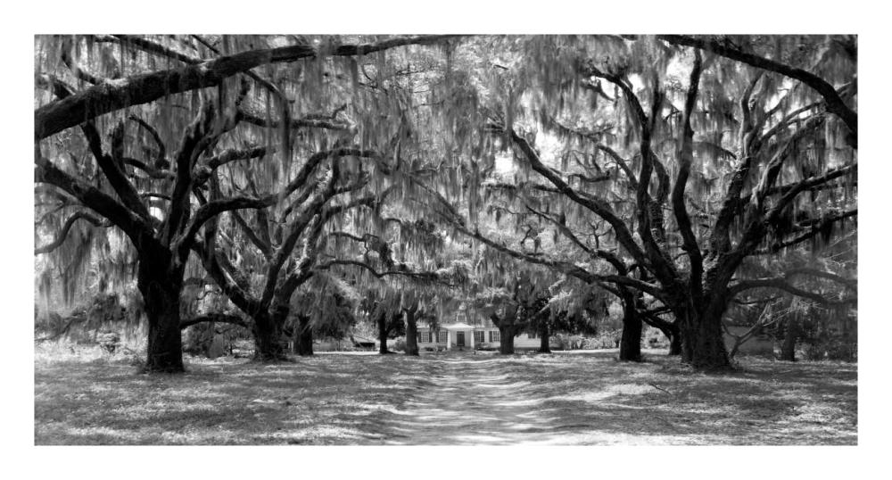 Avenue of oaks, South Carolina-Paper Art-26"x14"