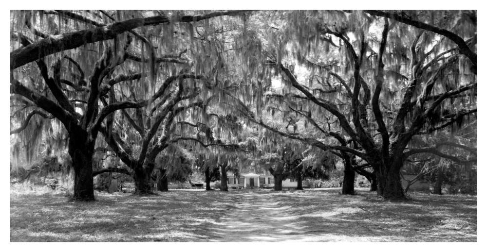 Avenue of oaks, South Carolina-Paper Art-50"x26"
