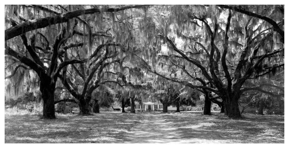 Avenue of oaks, South Carolina-Paper Art-62"x32"