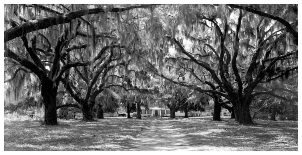 Avenue of oaks, South Carolina-Paper Art-74"x38"