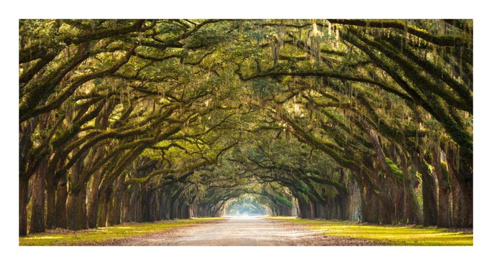 Path lined with  oak trees-Paper Art-26"x14"