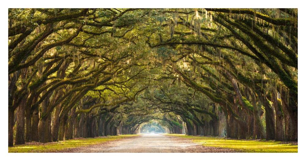 Path lined with  oak trees-Paper Art-38"x20"