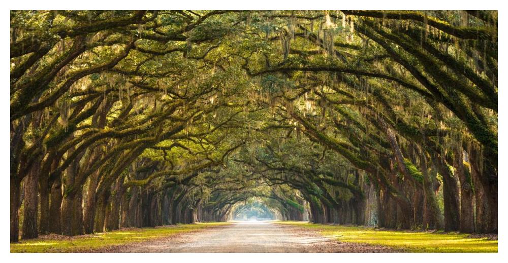 Path lined with  oak trees-Paper Art-50"x26"