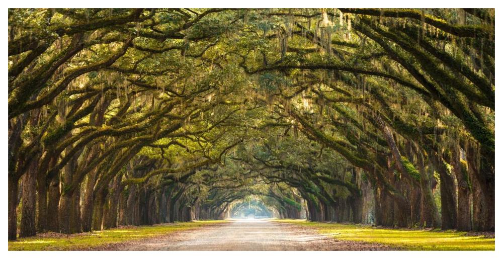 Path lined with  oak trees-Paper Art-62"x32"