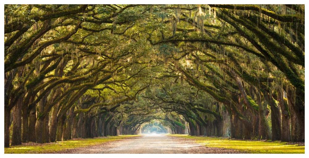 Path lined with  oak trees-Paper Art-74"x38"