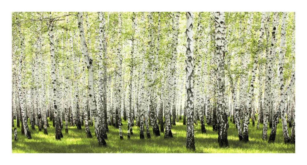 Birch forest in spring-Paper Art-26"x14"