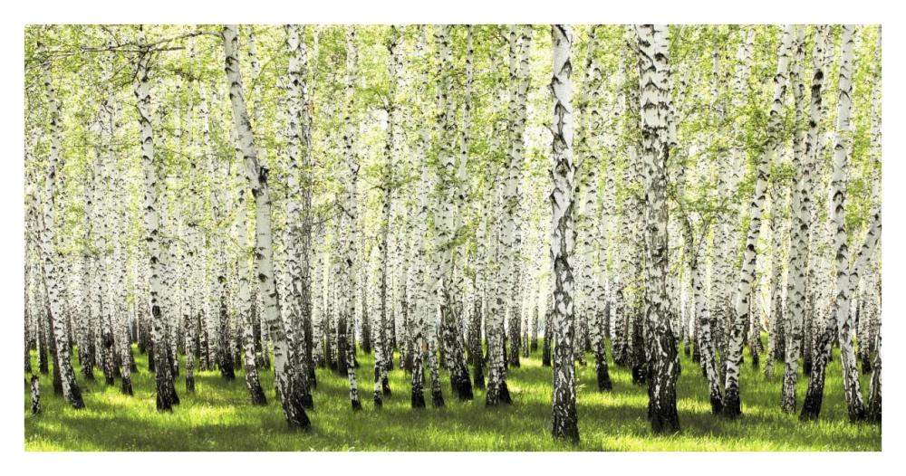 Birch forest in spring-Paper Art-38"x20"