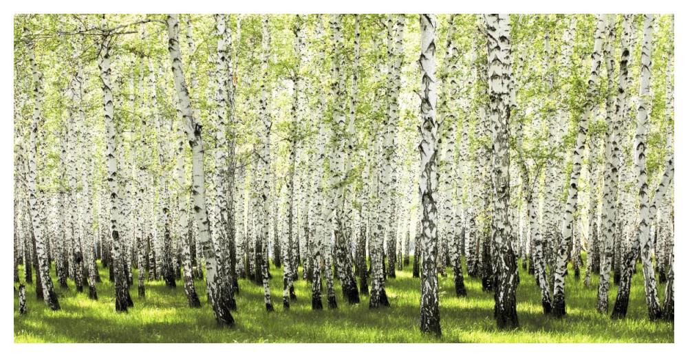 Birch forest in spring-Paper Art-50"x26"