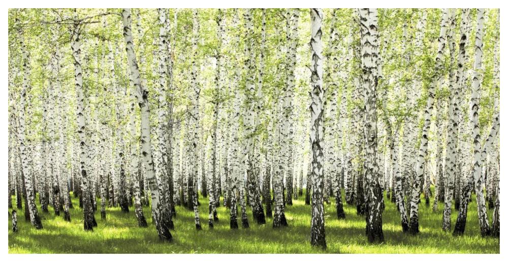 Birch forest in spring-Paper Art-62"x32"