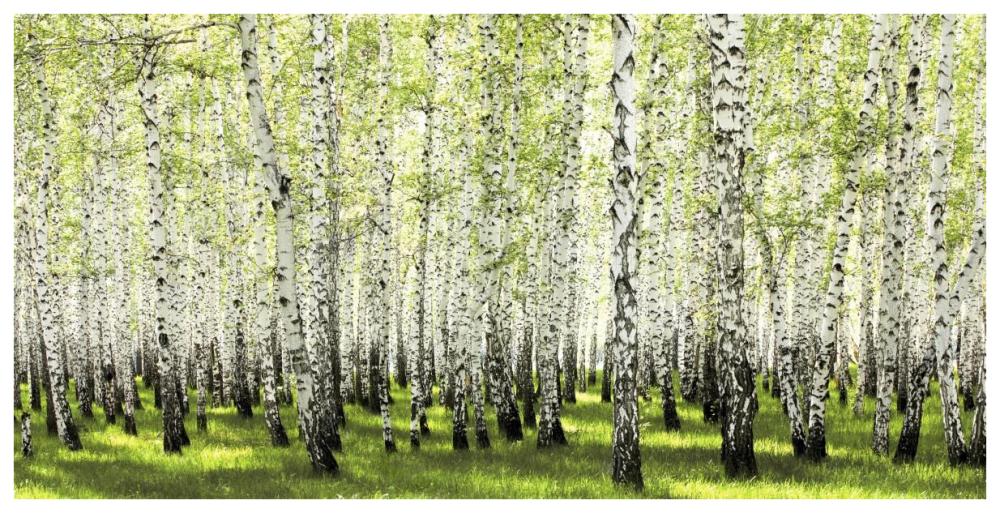 Birch forest in spring-Paper Art-74"x38"