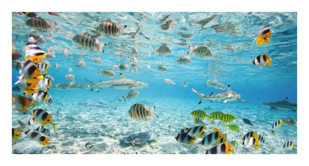 Fish and sharks in Bora Bora lagoon-Paper Art-26"x14"
