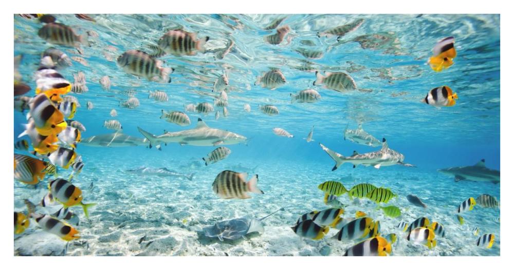 Fish and sharks in Bora Bora lagoon-Paper Art-38"x20"