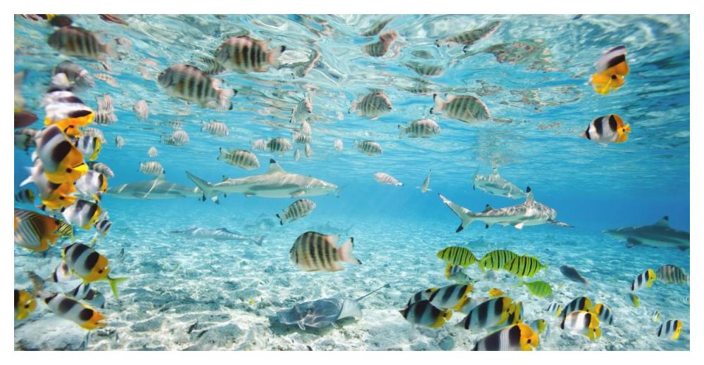 Fish and sharks in Bora Bora lagoon-Paper Art-50"x26"