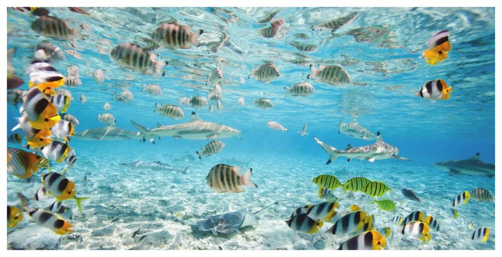 Fish and sharks in Bora Bora lagoon-Paper Art-74"x38"