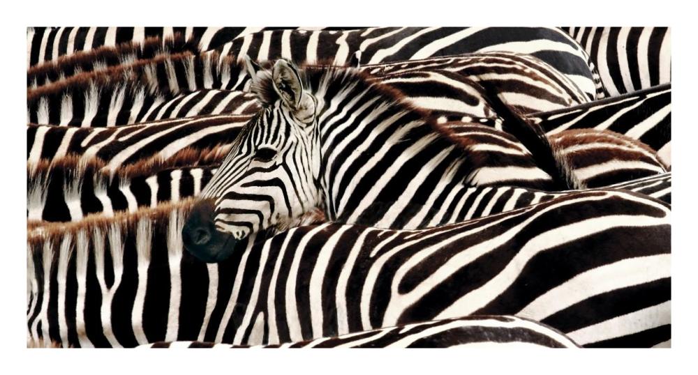 Herd of zebras-Paper Art-26"x14"
