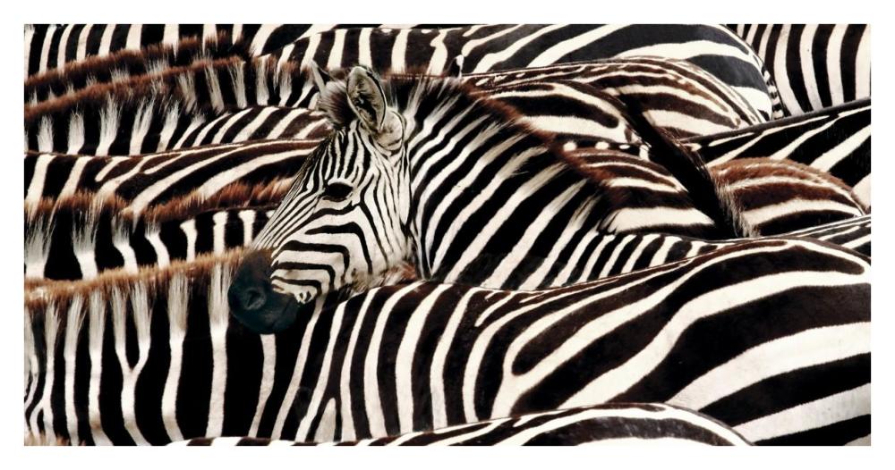 Herd of zebras-Paper Art-38"x20"