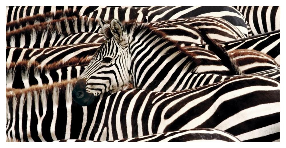 Herd of zebras-Paper Art-50"x26"