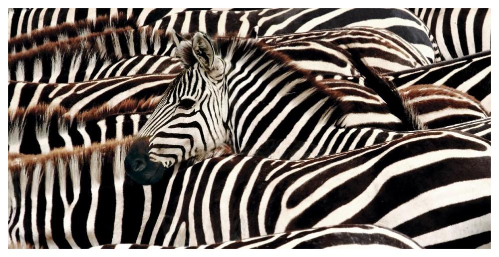 Herd of zebras-Paper Art-62"x32"
