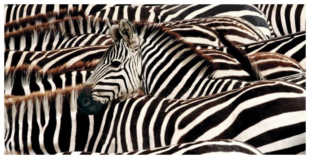Herd of zebras-Paper Art-74"x38"