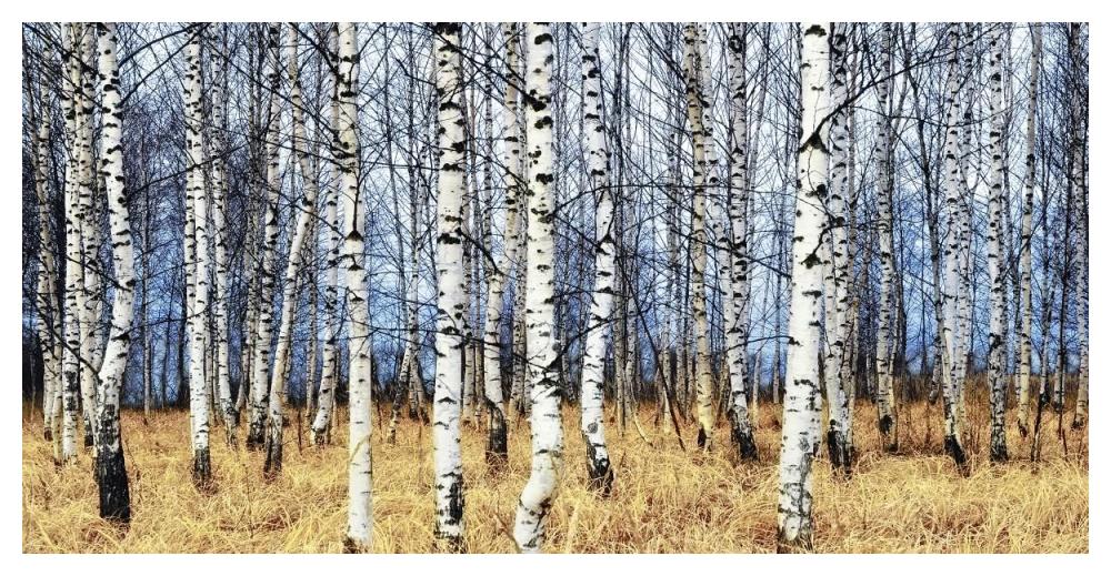 Birch grove in autumn-Paper Art-50"x26"