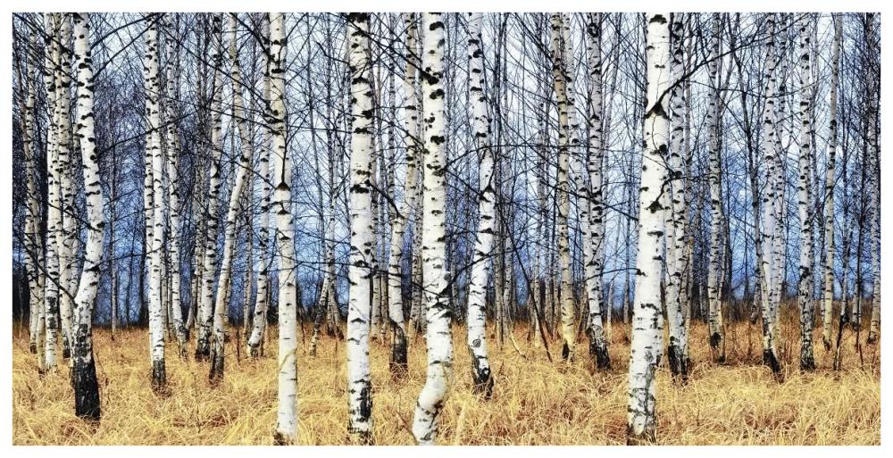 Birch grove in autumn-Paper Art-74"x38"