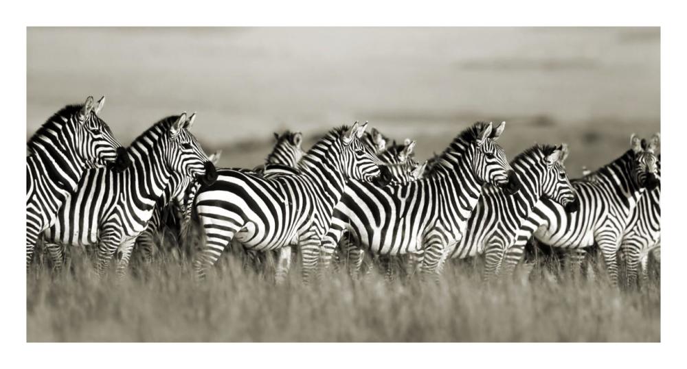 Grant's zebra, Masai Mara, Kenya-Paper Art-26"x14"