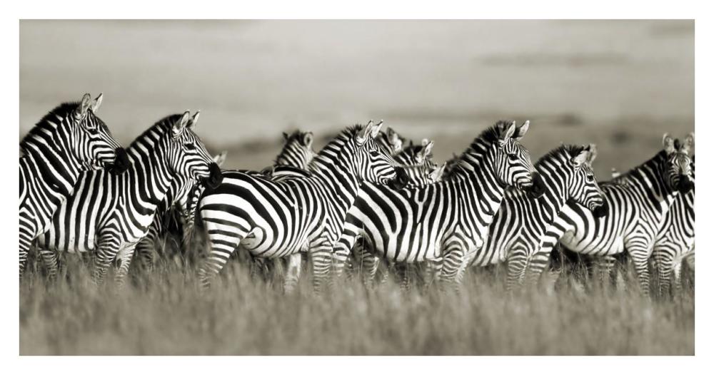 Grant's zebra, Masai Mara, Kenya-Paper Art-38"x20"