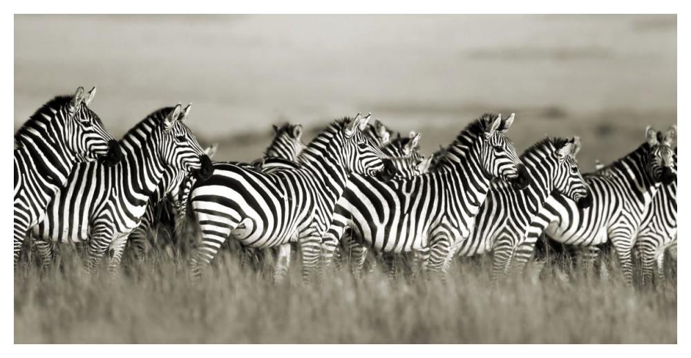 Grant's zebra, Masai Mara, Kenya-Paper Art-50"x26"
