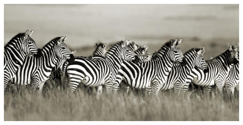Grant's zebra, Masai Mara, Kenya-Paper Art-62"x32"
