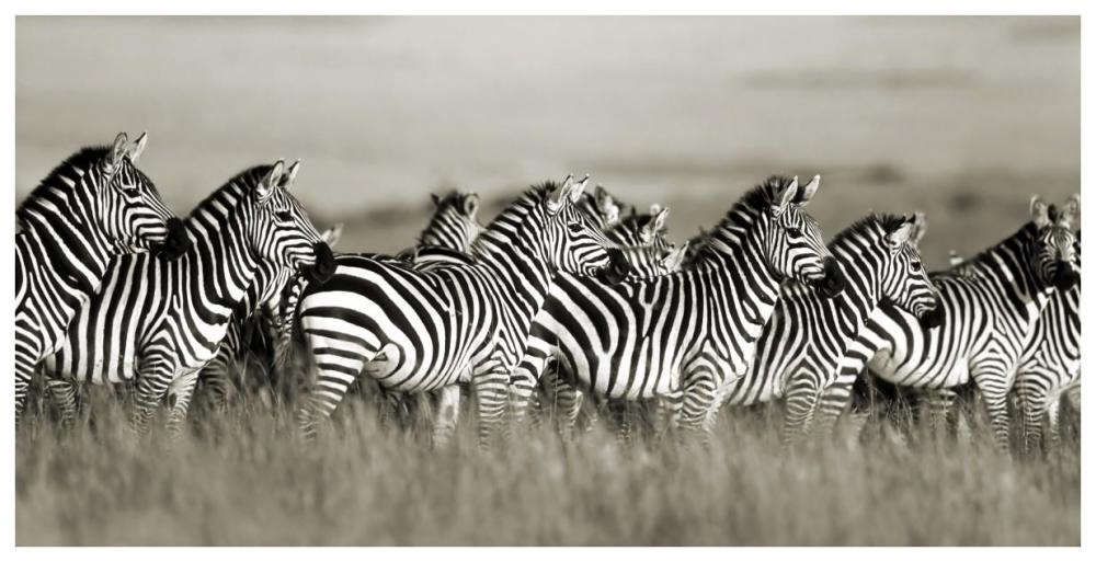 Grant's zebra, Masai Mara, Kenya-Paper Art-74"x38"
