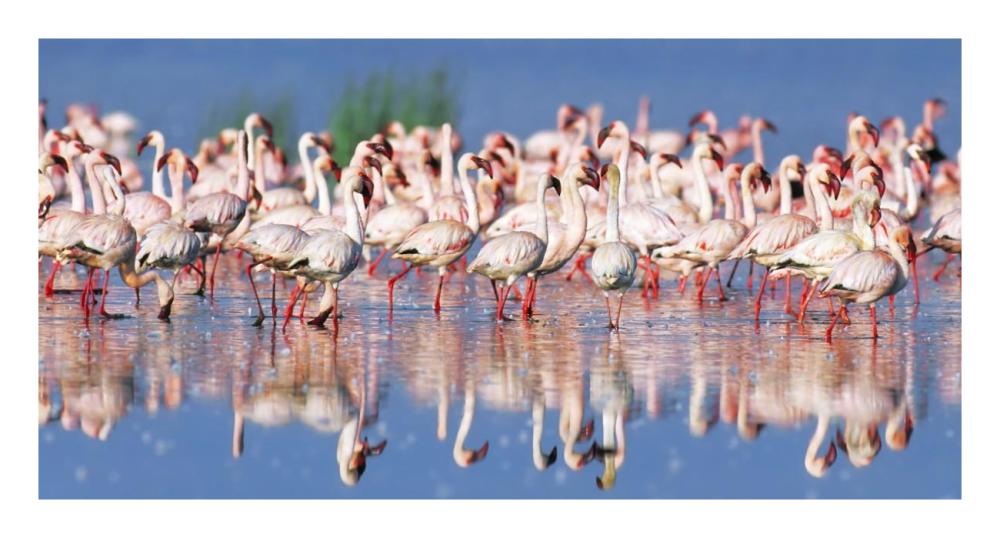Lesser flamingo, Lake Nakuru, Kenya-Paper Art-26"x14"