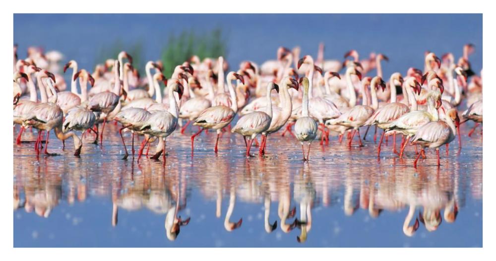 Lesser flamingo, Lake Nakuru, Kenya-Paper Art-38"x20"