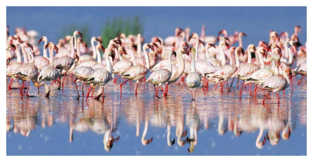 Lesser flamingo, Lake Nakuru, Kenya-Paper Art-50"x26"