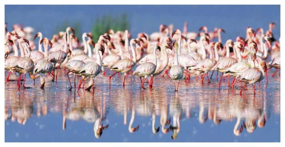 Lesser flamingo, Lake Nakuru, Kenya-Paper Art-62"x32"