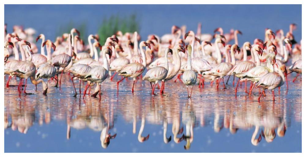 Lesser flamingo, Lake Nakuru, Kenya-Paper Art-74"x38"