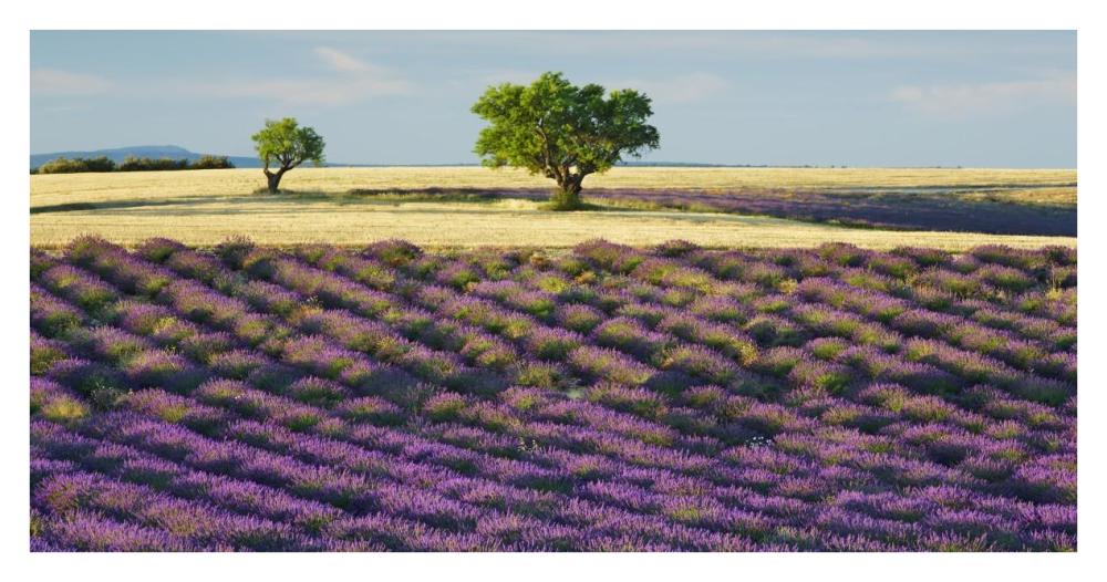 Lavender field and almond tree, Provence, France-Paper Art-38"x20"