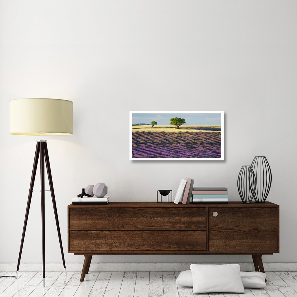 Lavender field and almond tree, Provence, France-Paper Art-38&quotx20"