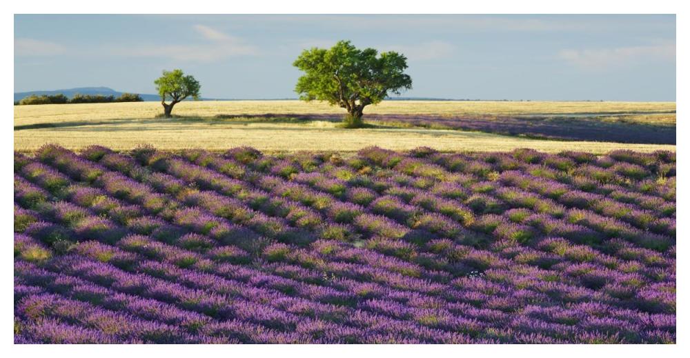 Lavender field and almond tree, Provence, France-Paper Art-50"x26"